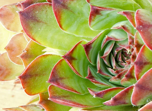 stock image Close up of hen and chick or crassulaceae succulent