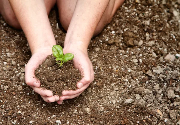 Close-up of child holding dirt with plant — Stock Photo, Image