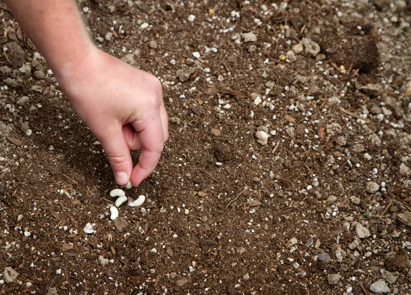 Close-up of child planting seed — Stock Photo, Image