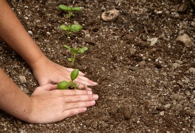 Close-up of child planting a small plant clipart