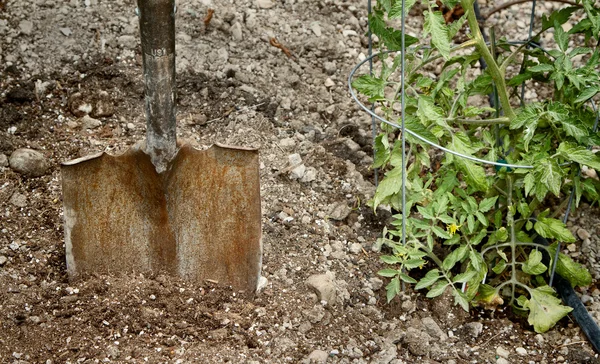 Lopata v prachu vedle rostlin rajčete — Stock fotografie