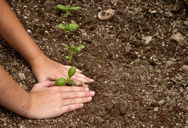 小さな植物を植えることの子供のクローズ アップ — ストック写真