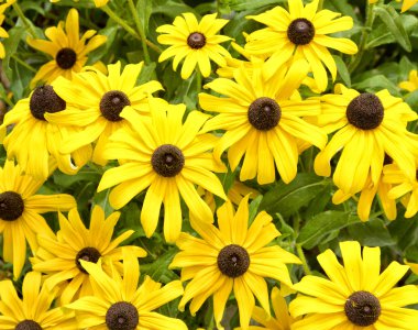 Black eyed susan background clipart