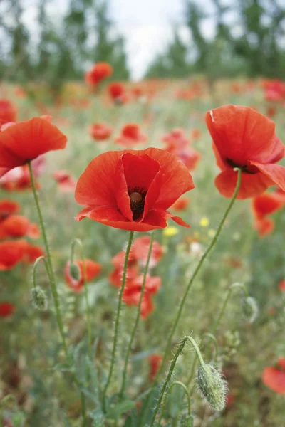 Poppies in bloom — Stock Photo, Image