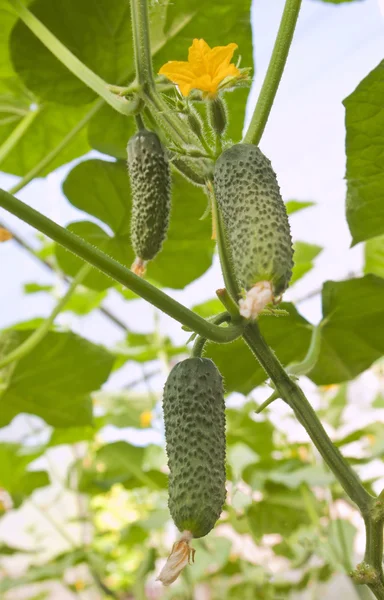 黄瓜生长发育 — 图库照片