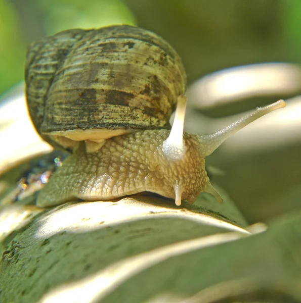 stock image Snail 2