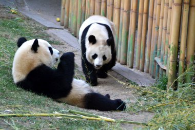 Giant pandas clipart