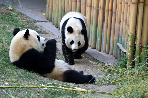 Гигантские панды — стоковое фото