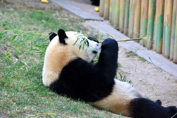 Panda raksasa — Stok Foto