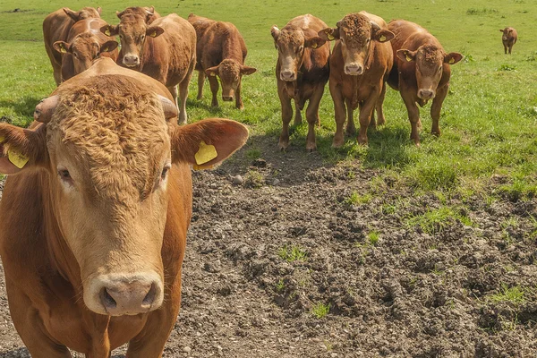 stock image Curious cows