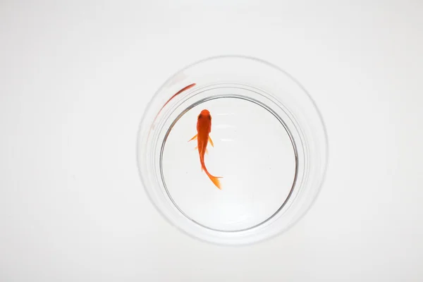 empty goldfish bowl