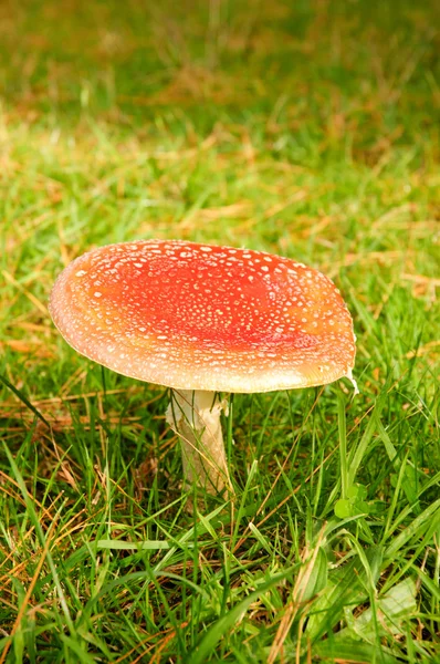 Aminita červená - jedovaté houby — Stock fotografie