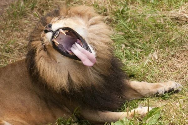 African Lion yawning — Stock Photo, Image