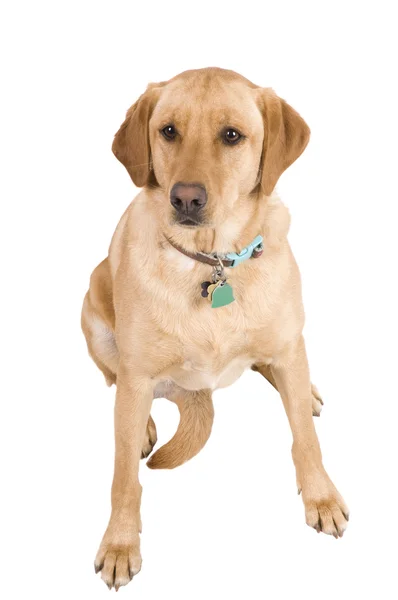 Cãozinho Labrador — Fotografia de Stock
