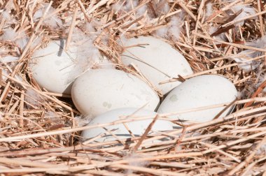 Swans eggs in the nest clipart