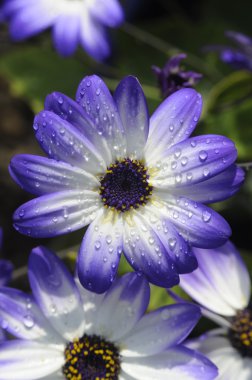 Senetti