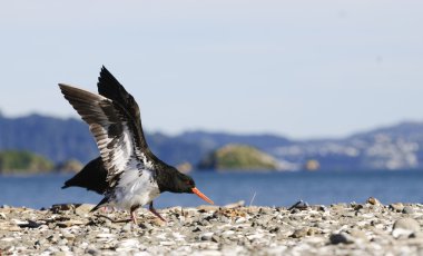 New Zealand bird clipart