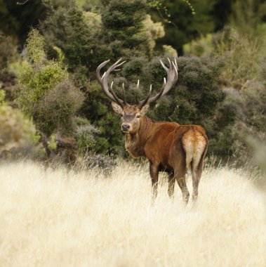 Red deer in New Zealand clipart