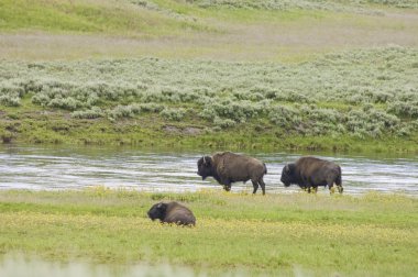 yellowstone Nehri yanındaki ikonik buffalo