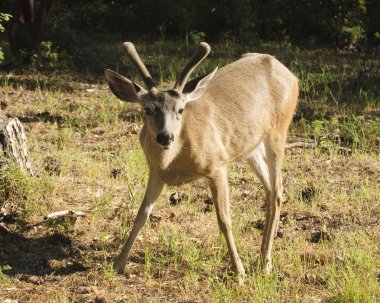 Californian Black-tailed deer clipart
