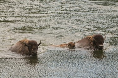 yellowstone arasında yüzme buffalo