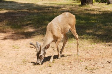 Male Black-tailed deer clipart