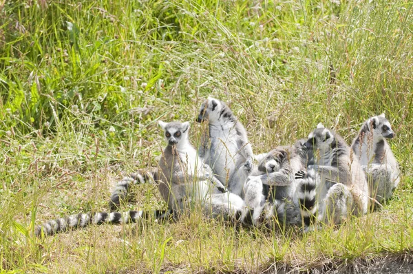 Familie van lemuren — Stockfoto