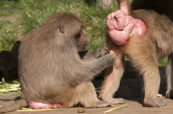 손질 하는 개 코 원숭이 — 스톡 사진