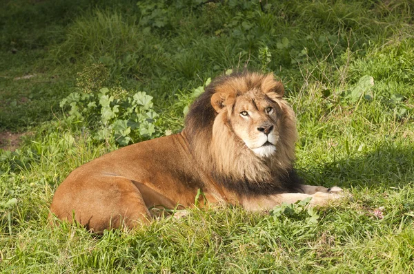 Panthera Leo — Stock Photo, Image