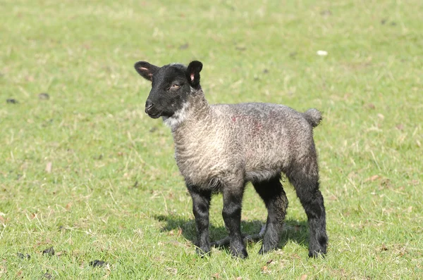年轻的羔羊 — 图库照片