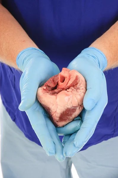Doctor holding heart — Stock Photo, Image