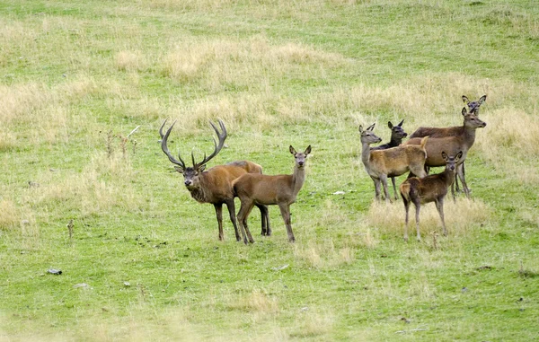 Red Deer in New Zealand — Stock Photo, Image