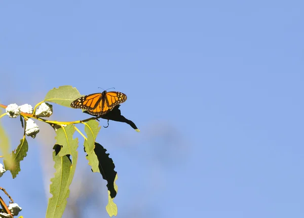 Kral kelebek — Stok fotoğraf