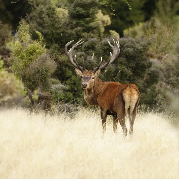 Ciervos rojos en Nueva Zelanda —  Fotos de Stock