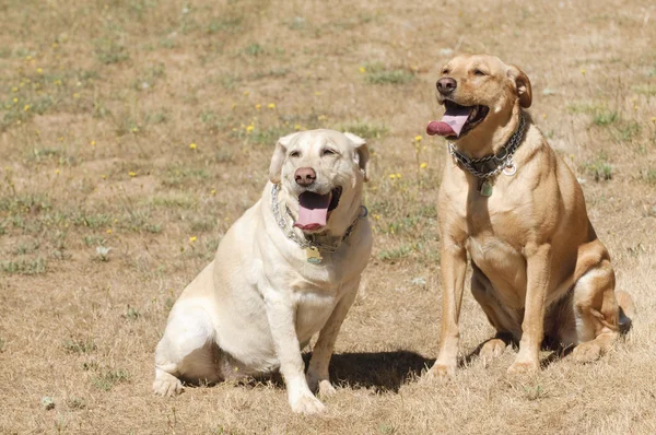 2 cadelas labradoras — Fotografia de Stock