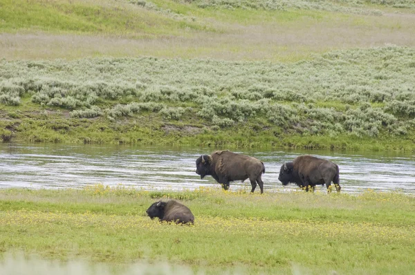 Iconic buffalo beside the yellowstone river — Stock Photo, Image