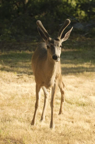 Californische black - tailed deer — Stockfoto