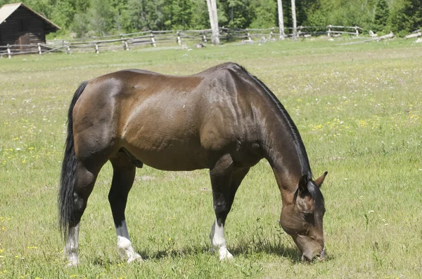 Stallion in mountain meadow — Stock Photo, Image