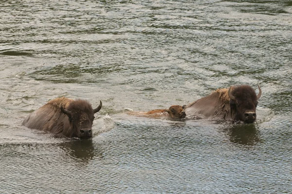 Buffalo nageant à travers la pierre jaune — Photo
