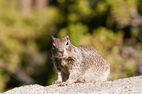 Closeup of Ground Squirrel — Stock Photo, Image