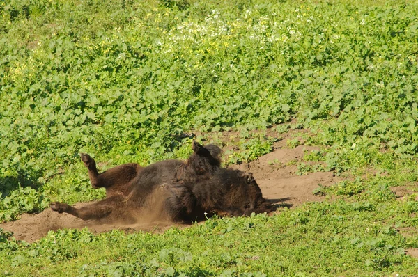 Bison rolando na poeira — Fotografia de Stock
