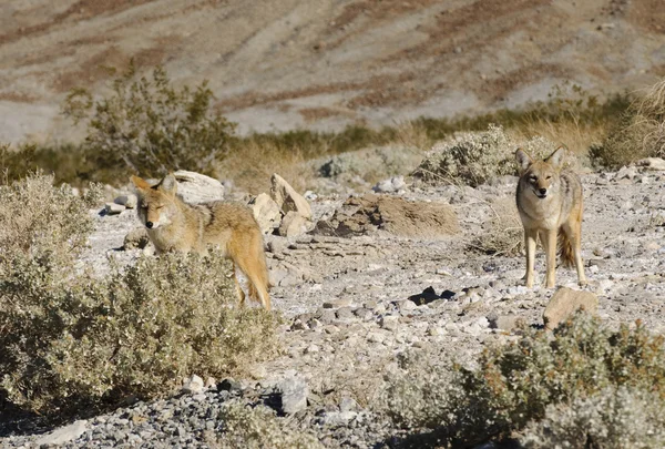 Kojoty w dolinie śmierci — Zdjęcie stockowe