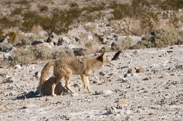 Coyotes en Valle de la Muerte —  Fotos de Stock