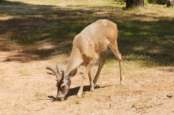 Mannelijke black - tailed deer — Stockfoto