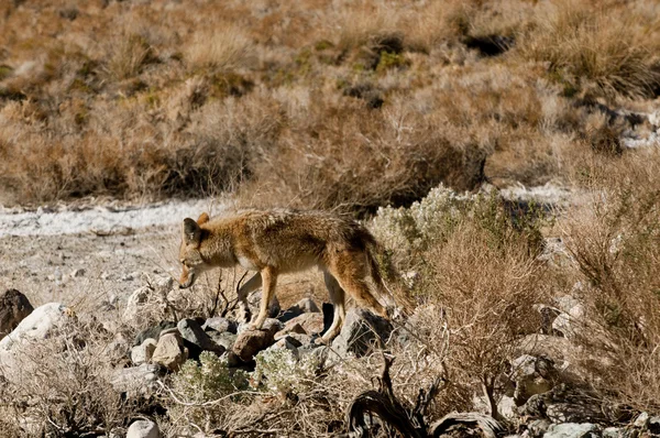 Coyotes v death valley — Stock fotografie