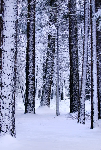 stock image Snow in the forest