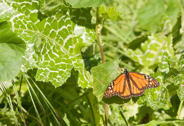 葉の上に休息するモナーク蝶 — ストック写真