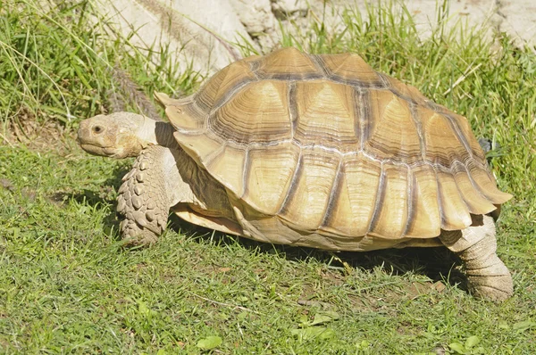 Afrikaanse spiney schildpad — Stockfoto