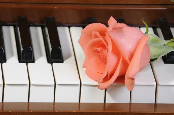 Rose on a piano — Stock Photo, Image