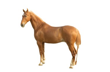 Saddlebred Stallion clipart